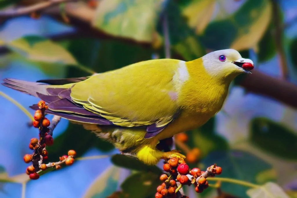 Yellow-footed green pigeon with white head and purple eye feeding on berries in Indian forest, colorful bird species for wildlife photography tours