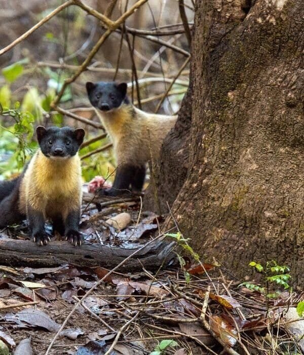 Two yellow-throated martens near tree trunk at Corbett National Park, Uttarakhand, India