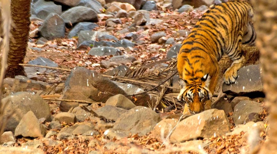 How to Book Guided Wildlife Tours to India Online