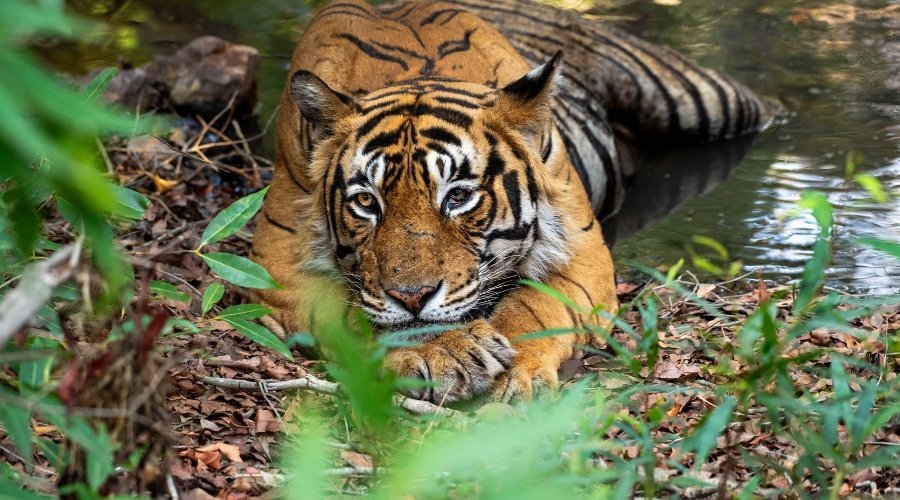 Bengal tiger resting in water with green foliage foreground at Indian national park, showcasing endangered species in natural habitat