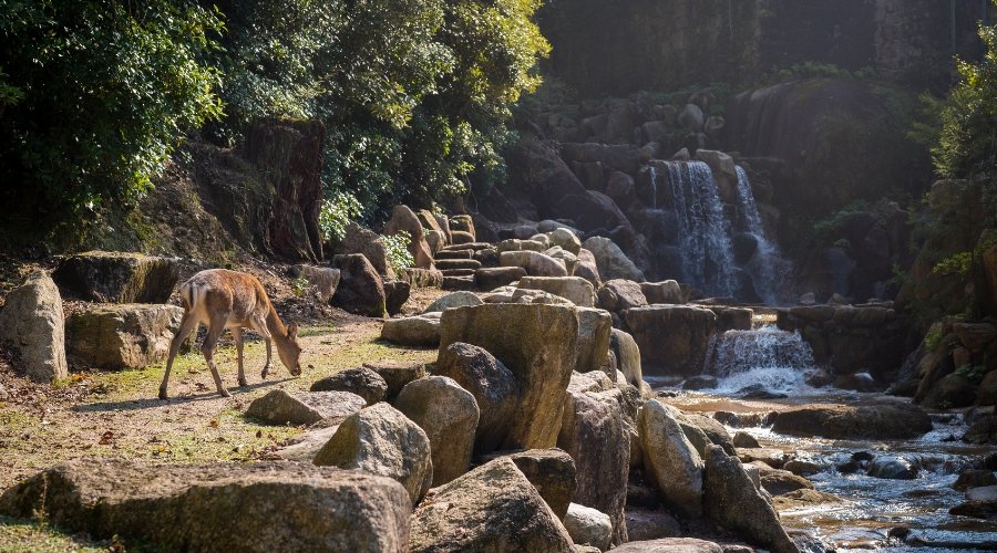 India Wildlife Tours From Australia