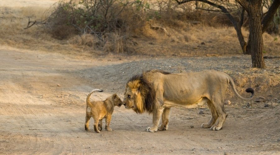 Sasan Gir, a home to Asiatic Lion