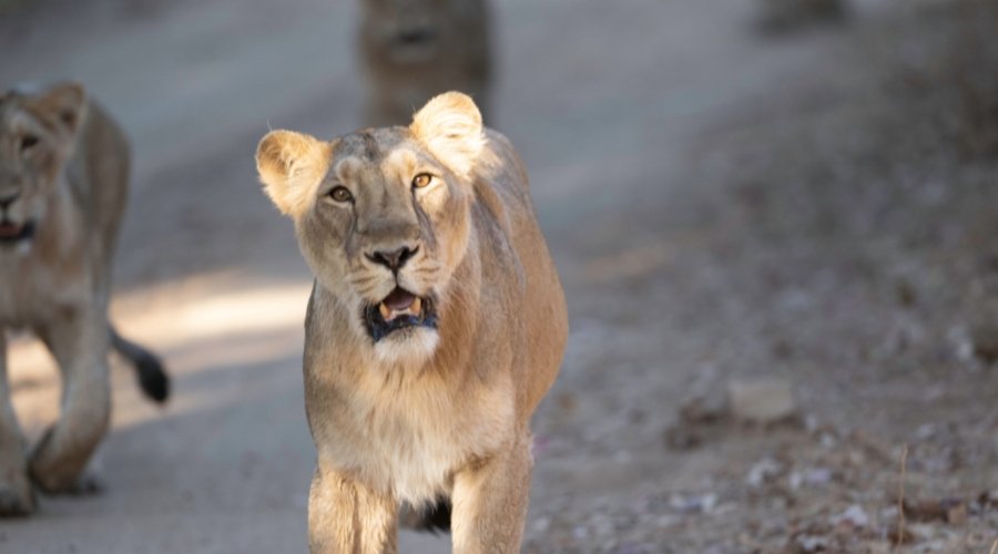 Saving the King: How India Revived the Legacy of the Asiatic Lion