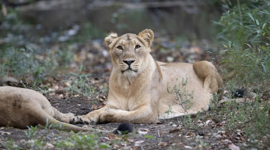Why 2026 is the Year to Witness the World’s Rarest Lions in India