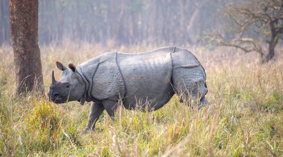 Best Tours to India for Wildlife Lovers in Australia