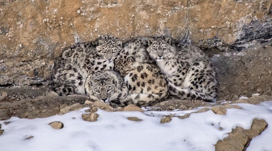 Focus on Wildlife Safaris not the paperwork