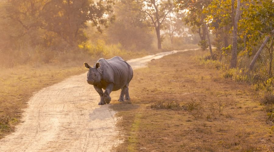 Everything Australians Need to Know About Rhino Safaris in India