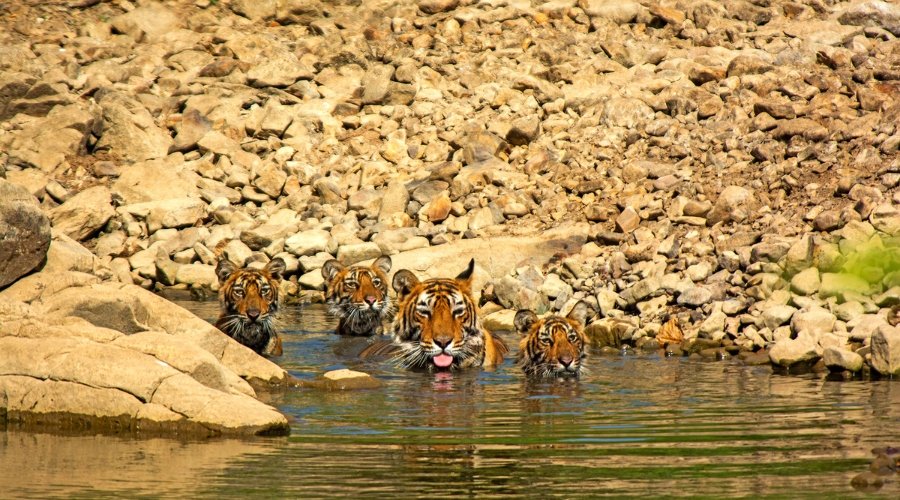 Tiger Reserve in India 2026