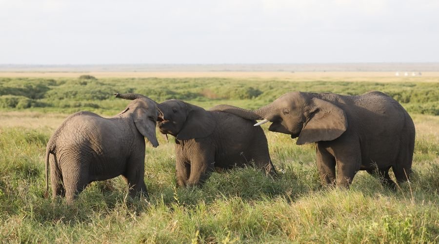 Asian elephant herd interacting in grasslands at Corbett National Park, Uttarakhand, India
