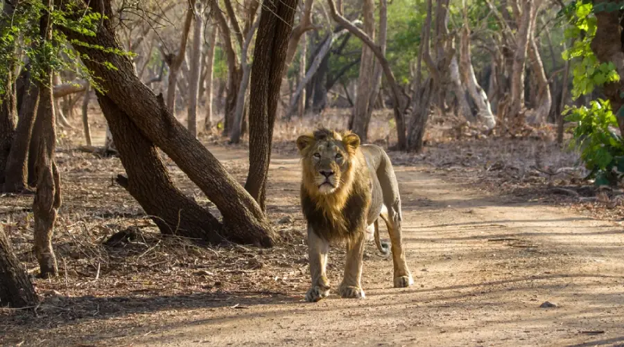 Male Asiatic lion walking on forest path in Gir National Park Gujarat India