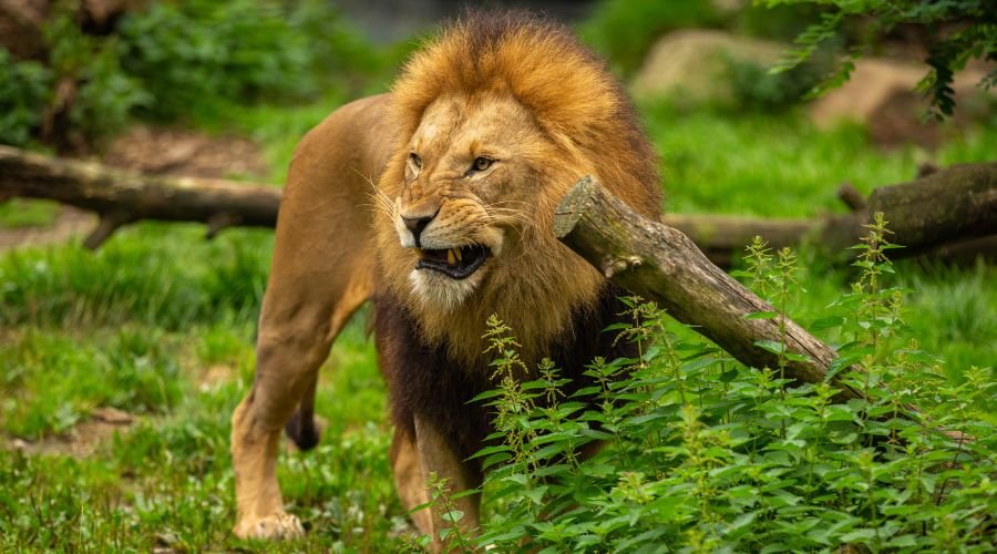 Asiatic Lion Photography: RAPS Safaris Complete Guide