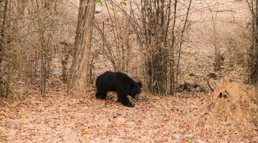Tadoba’s Apex Cats: Mastering Tiger and Sloth Bear Photography with RAPS.