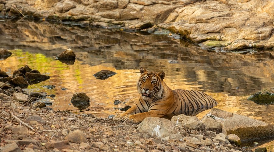 Bengal tiger resting in rocky waterhole in Gujarat, India, showcasing rare tiger behavior for Australian wildlife photographers on safari
