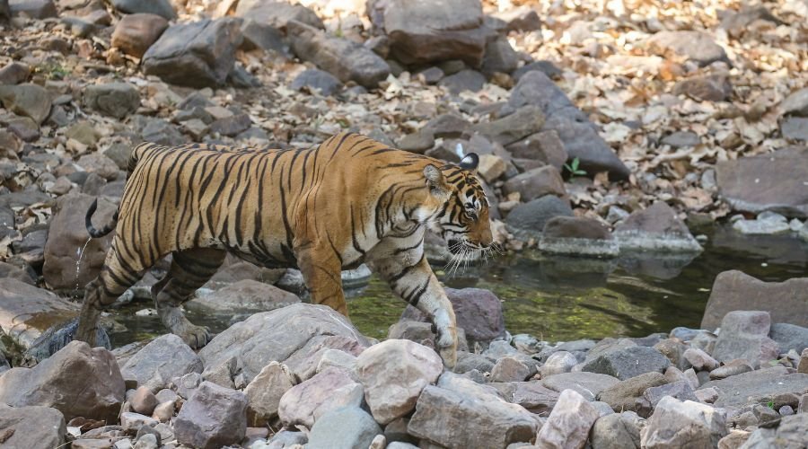 Bengal tiger crossing rocky stream bed in Ranthambhore National Park, Rajasthan, India during wildlife safari