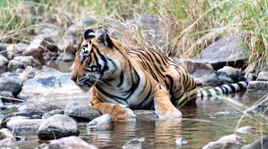 The RAPS Dynasty: Framing the Majestic Bengal Tiger Amidst Ranthambhore’s Forts