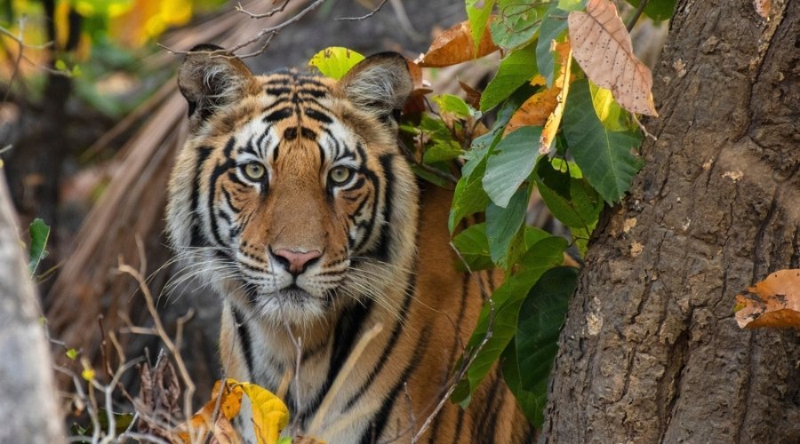 Bengal tiger portrait in Sundarbans mangrove forest, India wildlife safari