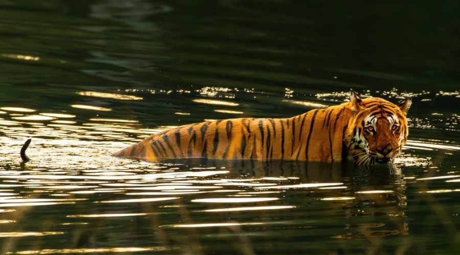 Bengal tiger swimming in water at golden hour in Pench National Park India wildlife safari