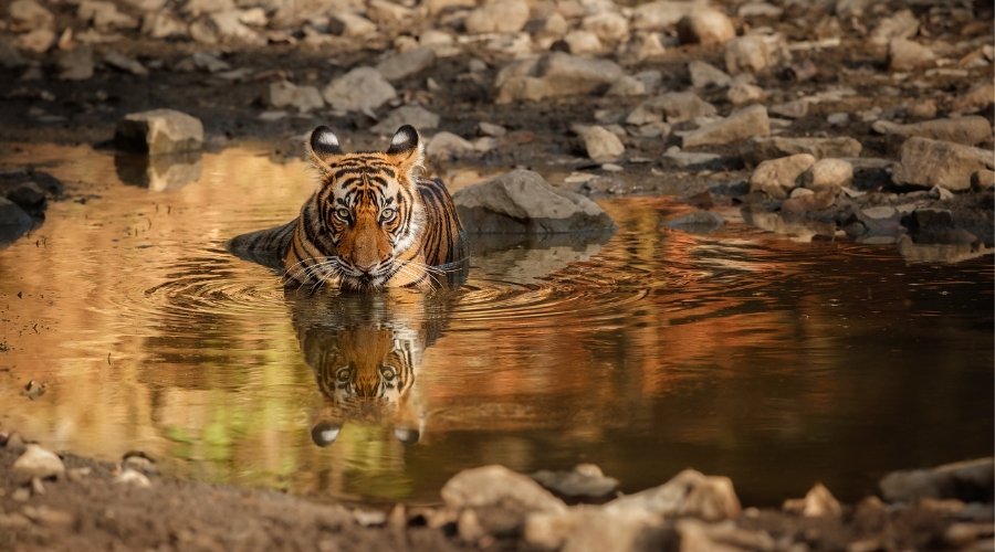 Bengal tiger swimming in water with perfect reflection at Indian national park, showcasing rare tiger behavior during wildlife safari