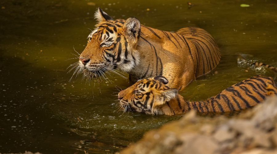 Two Bengal tigers swimming together in Sundarbans mangrove waters, India wildlife safari