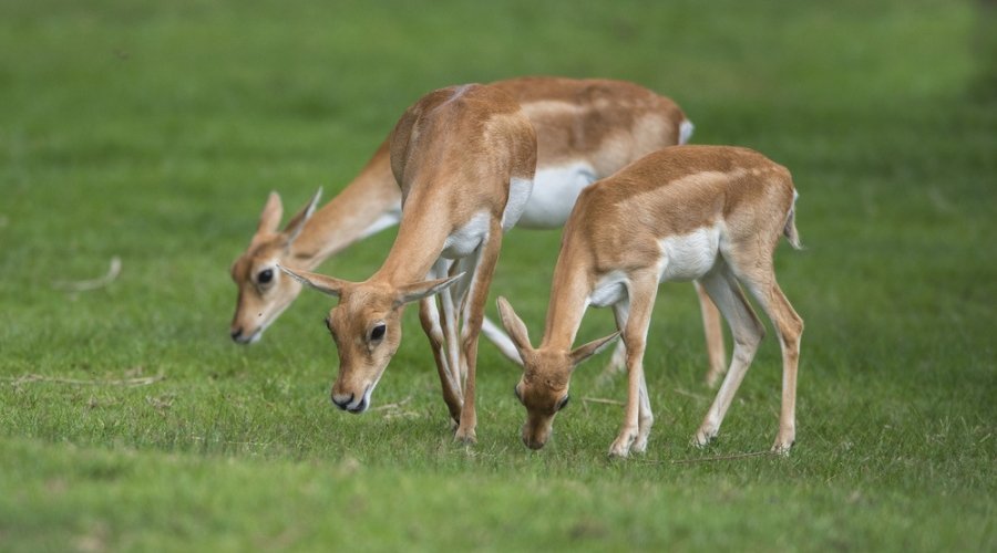 Three young blackbuck antelopes grazing on green grassland in Velavadar National Park, Gujarat, India