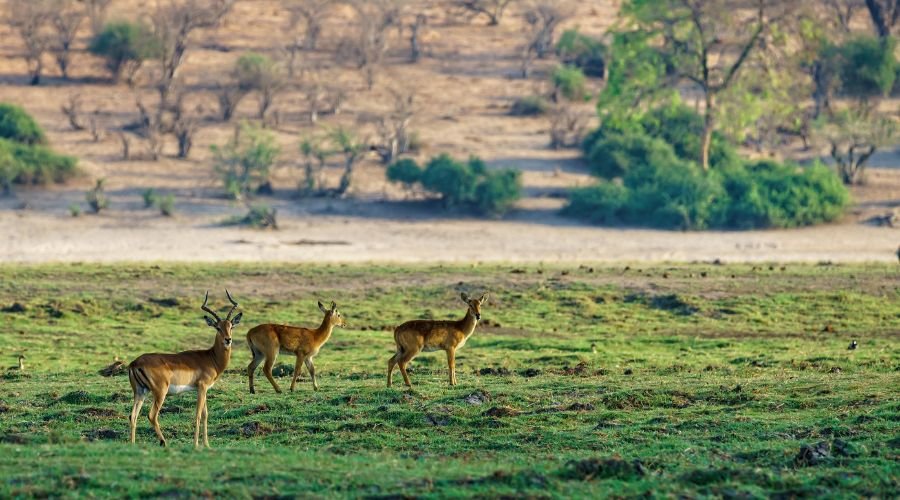 Ruins and Rajahs: Architectural Framing and Apex Predators in India’s Royal Wilderness.