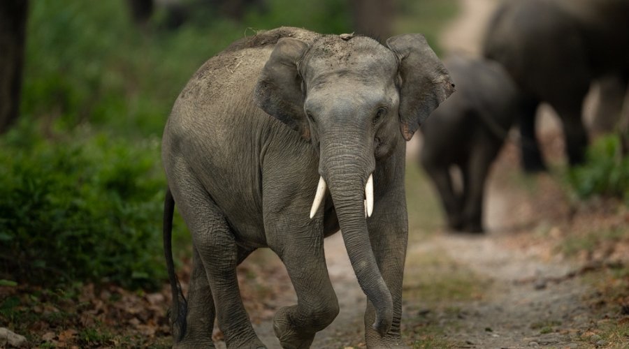 The RAPS Elephant Odyssey: Photographing the Wild Asian Elephant in the Corbett Wilds