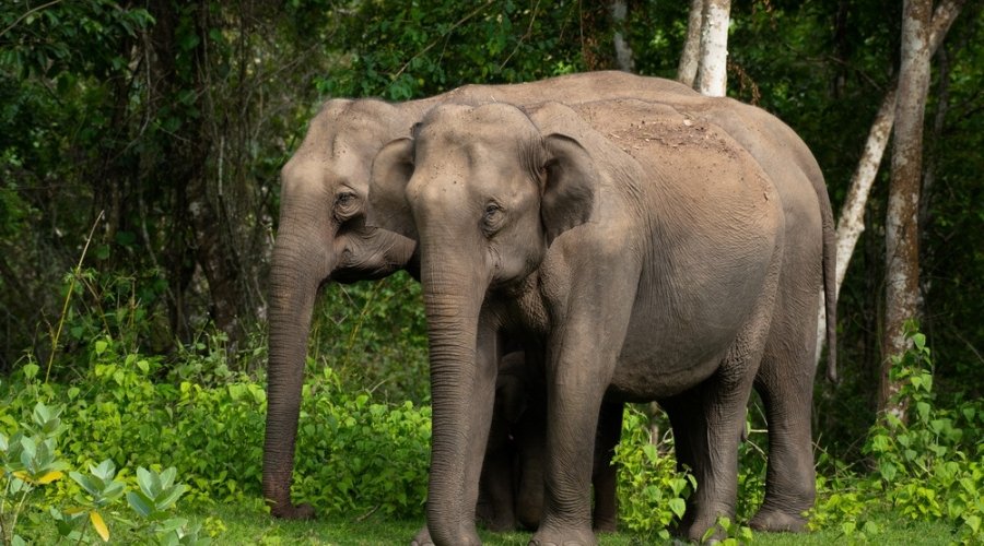 Gentle Giants & Fierce Cats: Tracking the Elephant and Tiger with RAPS