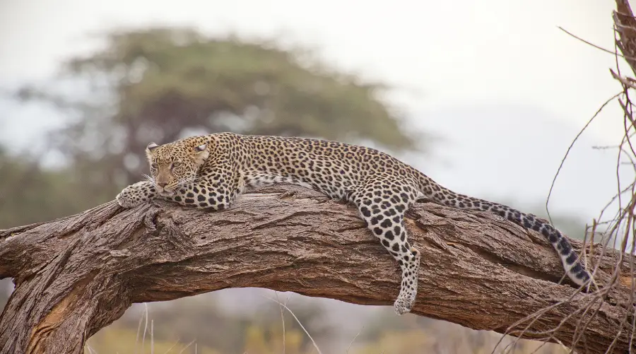 Indian leopard resting on tree branch in Central India luxury safari destination, showcasing elusive big cat behavior