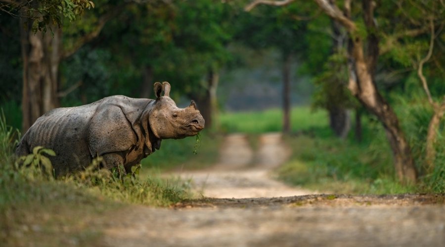 Greater one-horned rhinoceros grazing near forest path in Kaziranga National Park, Assam, India