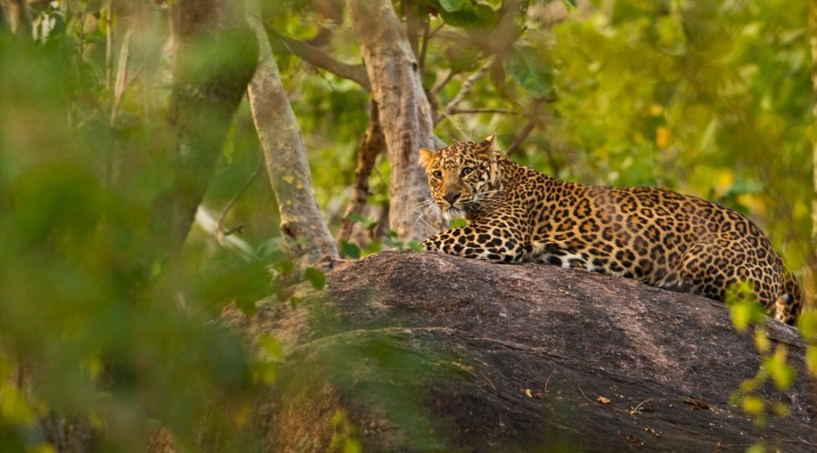 Indian leopard resting on a rock inside the forest of Jawaharlal Nehru National Park in Pench Tiger Reserve, Maharashtra.