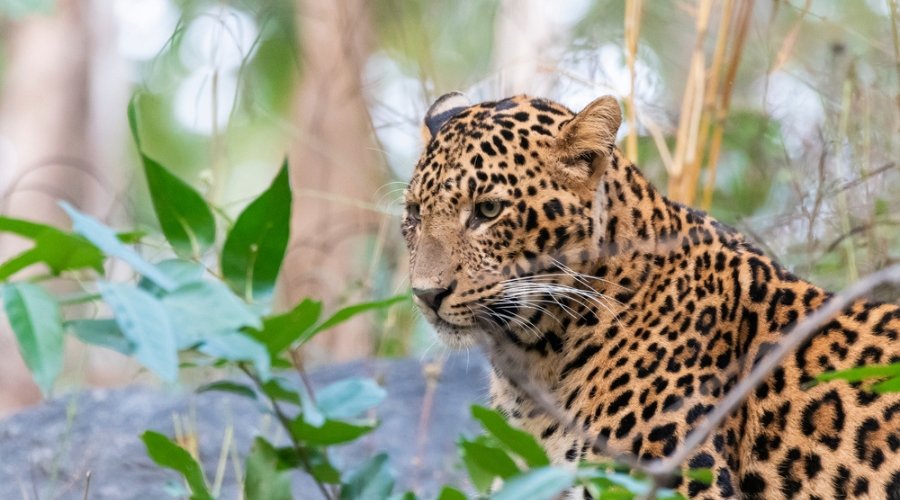 Documenting the Leopards and Tigers of Mowgli’s Pench