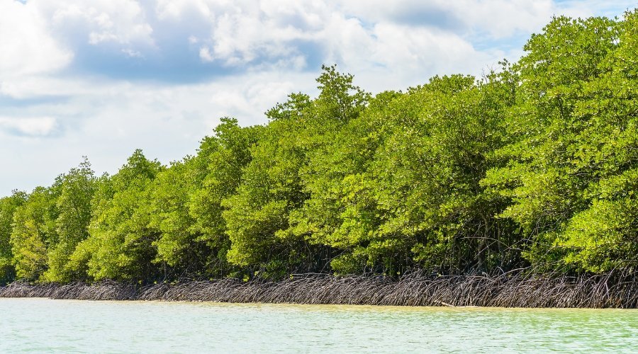 Dense mangrove forest with characteristic prop roots along turquoise coastal waters, vital wetland ecosystem requiring conservation protection