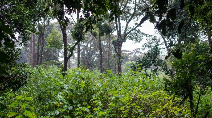 Misty sal forest canopy with lush undergrowth in Pench National Park, Madhya Pradesh, India, Jungle Book inspiration