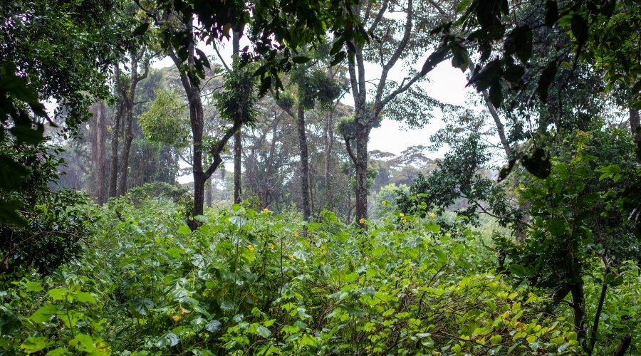 The Mowgli Effect: Storytelling through the Lens in the Forests that Inspired Kipling