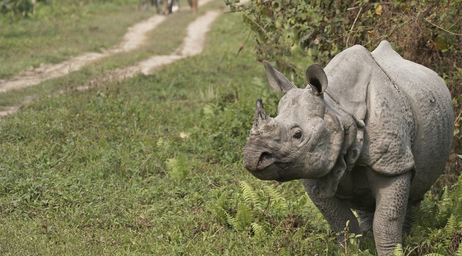 The Giant’s Domain: Chasing the One-Horned Rhino and Wild Buffalo with RAPS.
