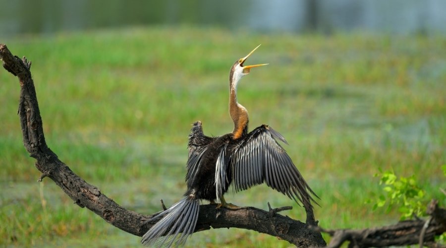 Oriental darter snakebird spreading wings on branch at Keoladeo National Park wetlands, Bharatpur, Rajasthan