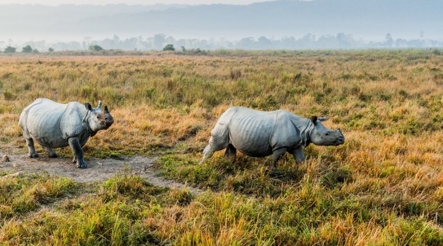 The RAPS Armor Expedition: Photographing the One-Horned Rhinoceros in Kaziranga