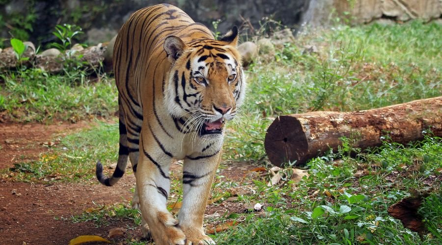 RAPS Pride: Asiatic Lions in Gir’s Golden Forests