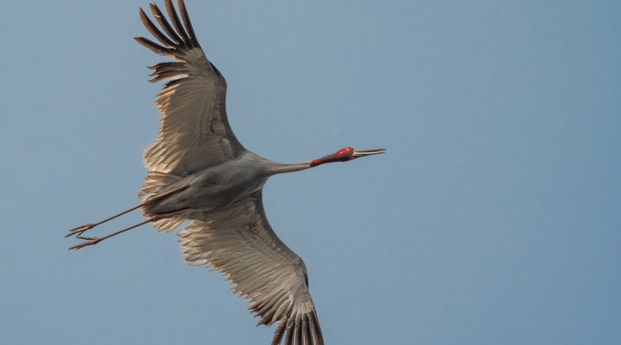 Wings Over Water: A RAPS Guide to the Sarus Crane and Migratory Birds