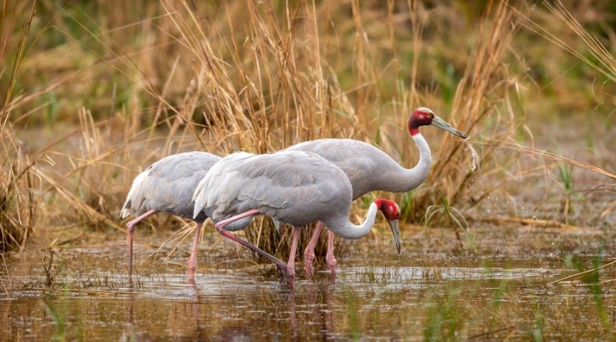 The RAPS Avian Ballet: Capturing the Sarus Crane and Painted Stork in Bharatpur