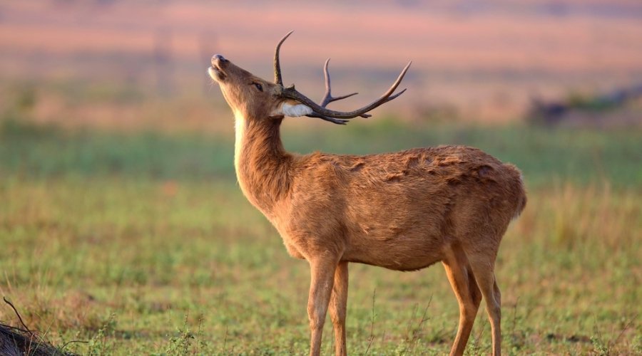 Poetry in the Meadows: Soft Light, Sal Forests, and the Resurgence of the Swamp Deer.