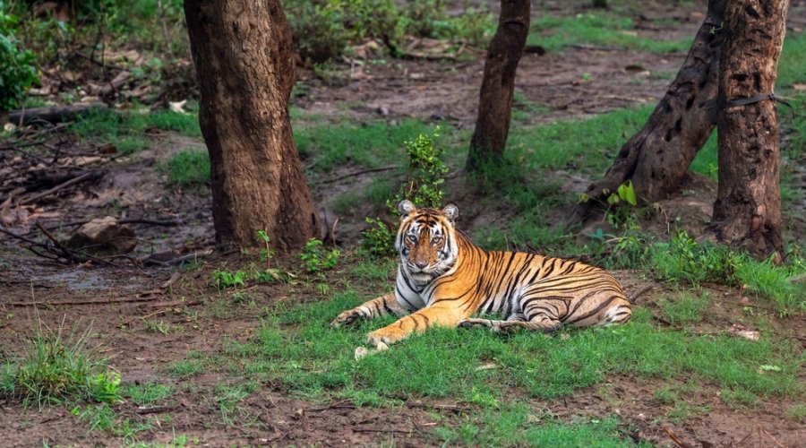 The Queen of Rajasthan: Chasing the Bengal Tiger with Rakesh Arora Photo Safaris.
