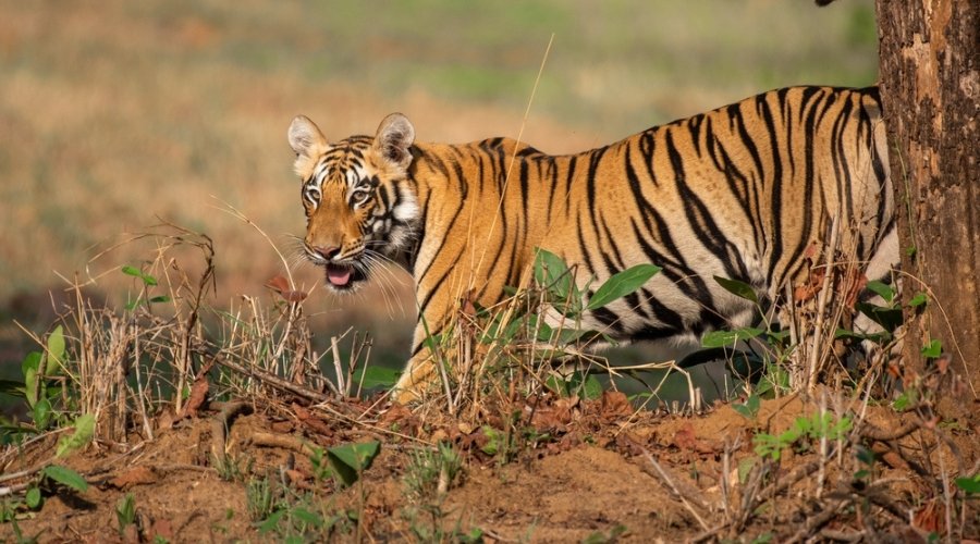The RAPS Density Challenge: Shooting the Royal Bengal Tiger in the Bandhavgarh Hills