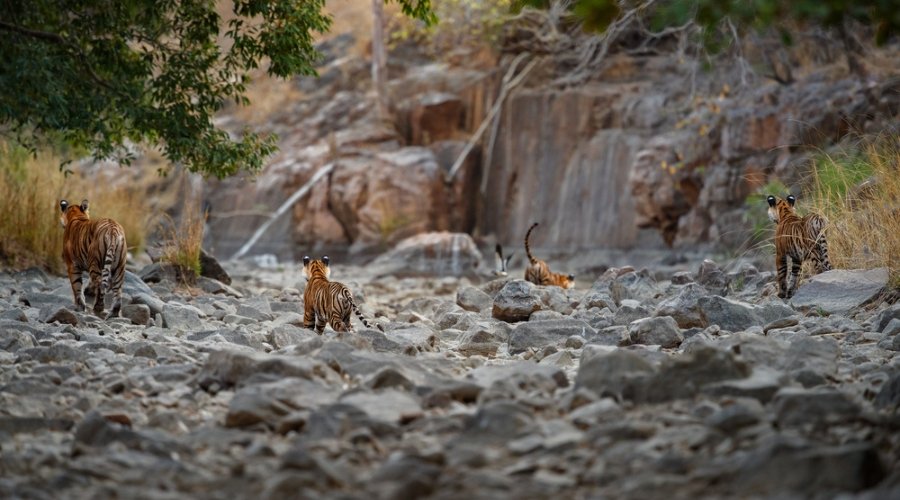 The Fortress of Felines: High-Altitude Perspectives on India’s Densest Tiger Population.