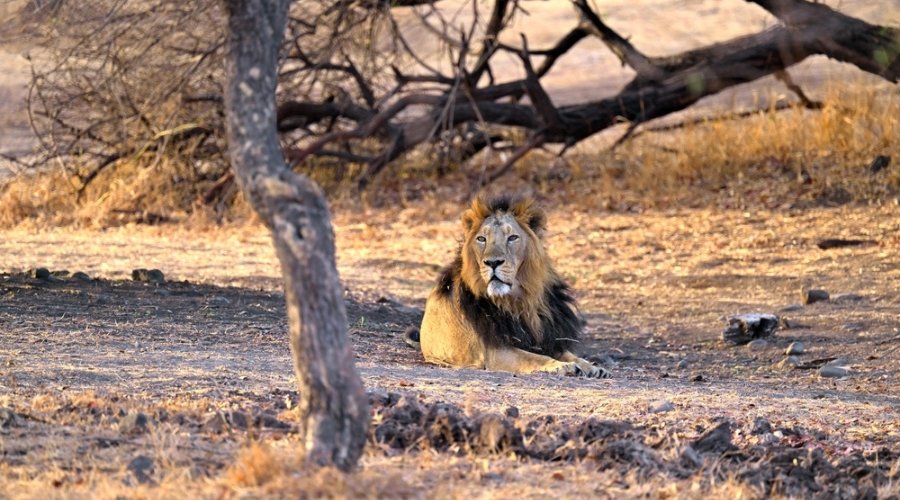Golden Majesty: Mastering High-Key Photography Among the Last Asiatic Lions.