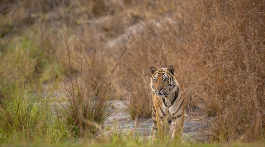 The Land of the Tiger: Why Australian Photographers Choose RAPS for Tadoba.