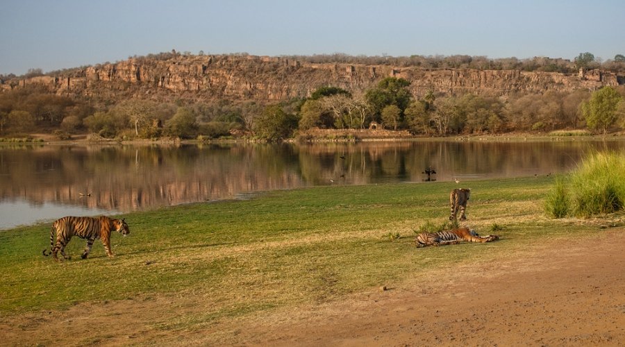 Why Is Ranthambhore National Park One of India’s Best Places to See Bengal Tigers?