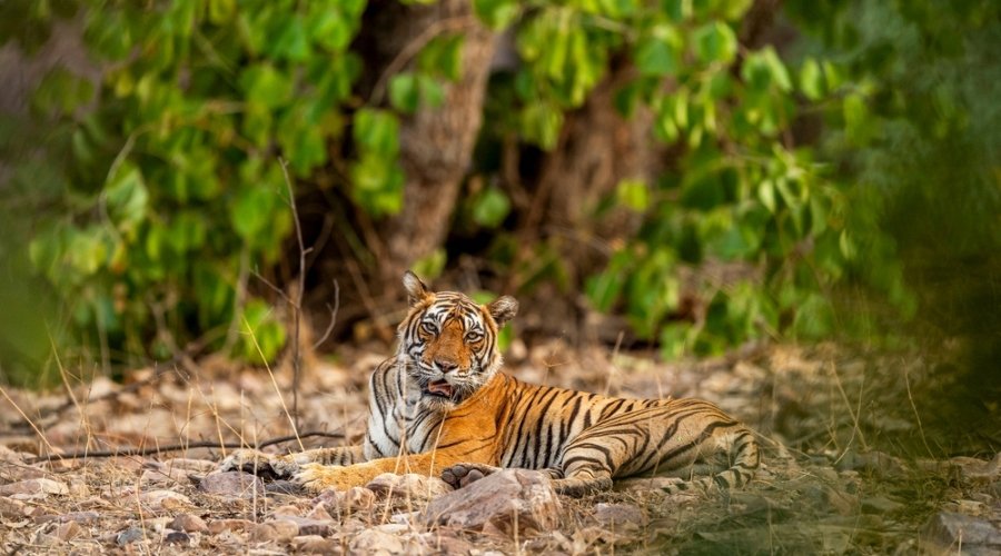 How Easy Is It to Spot a Bengal Tiger on Safari in Tadoba National Park?