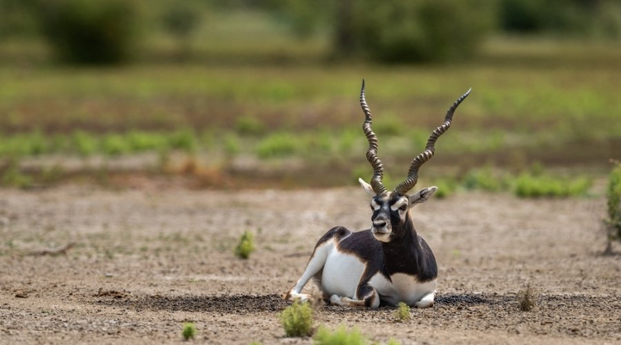 The RAPS Savannah Sprint: High-Speed Action with the Blackbuck of Velavadar.