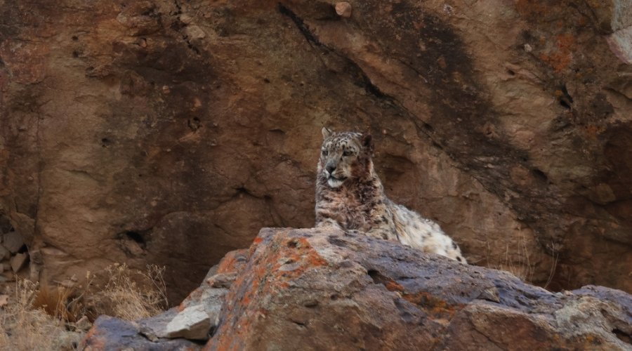 Mastering the Cold: Photographing the Snow Leopard with Rakesh Arora Safaris.
